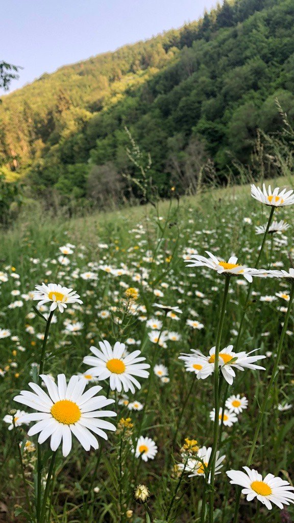 Wilde Wiesen der Eifel