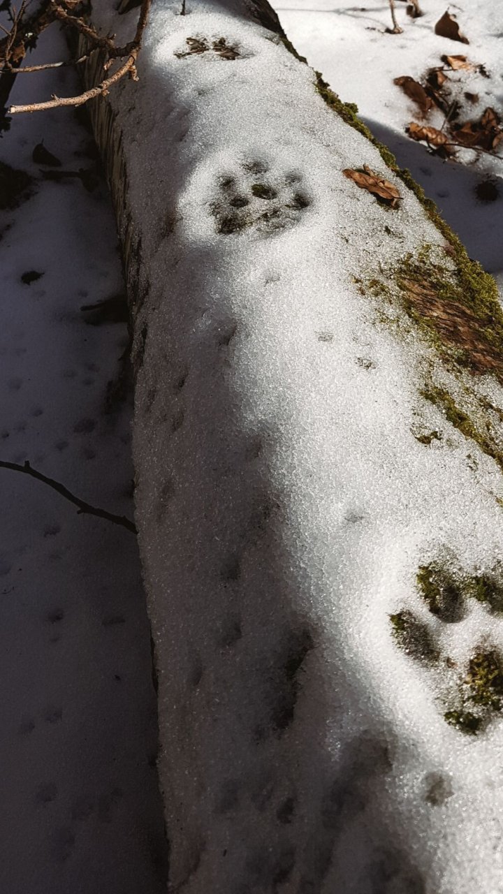 Hier schlich ein Luchs