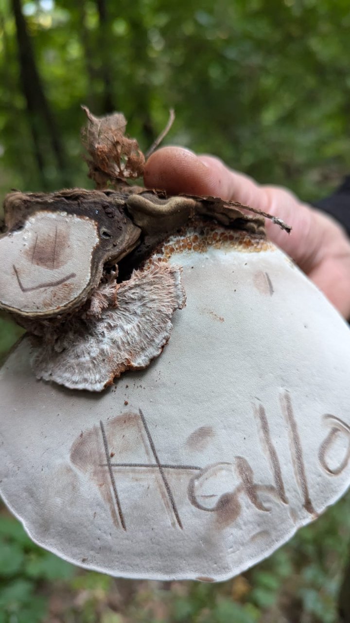 Wildnis-& Naturpädagogik