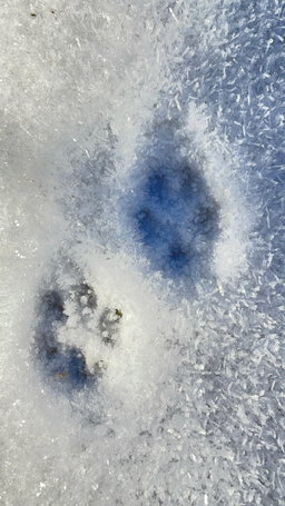 Spuren im Schnee