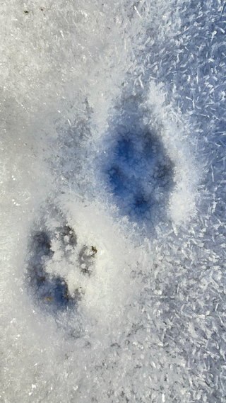 Spuren im Schnee