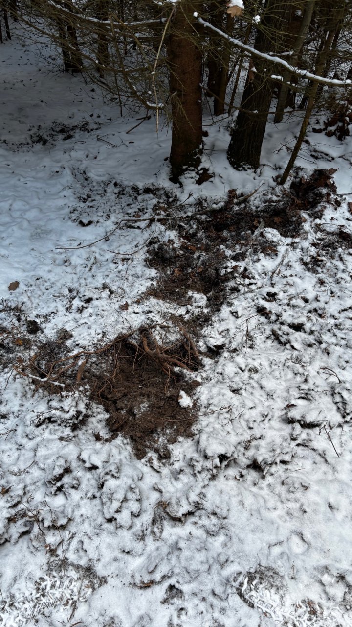 Was für eine Schweinerei