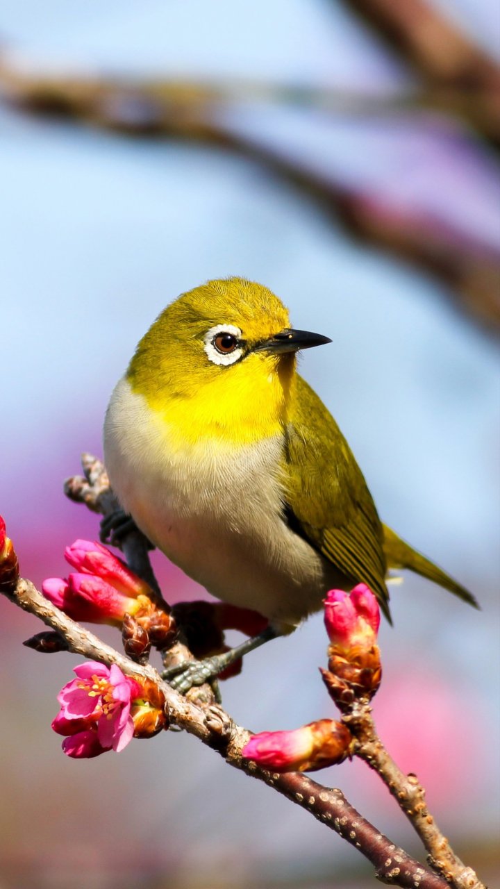 Sprache des Waldes