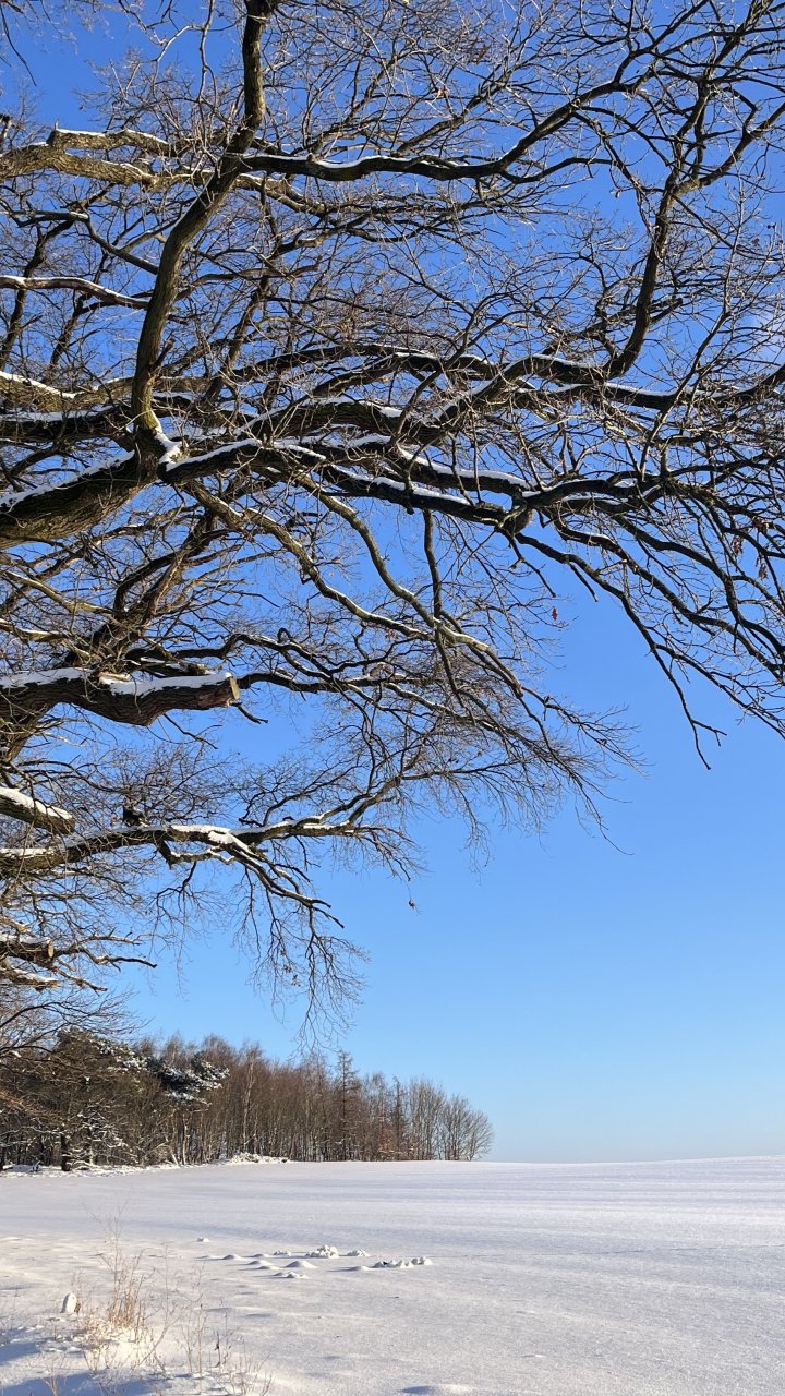 Winter und Träume