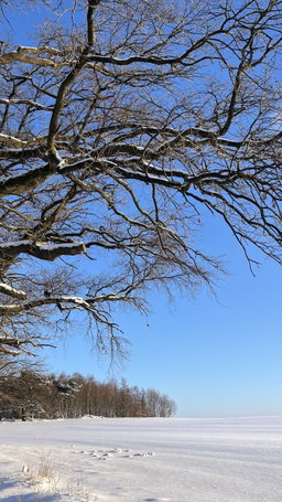 Winter und Träume