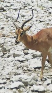 Wildtiere in Etoscha