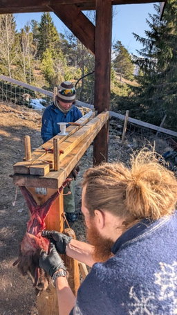 Skinning pine marten