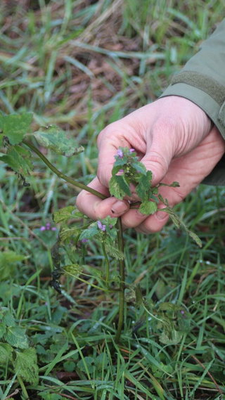 Wildkräuter bestimmen