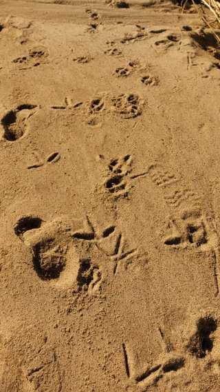Viele Tiere, ein Weg