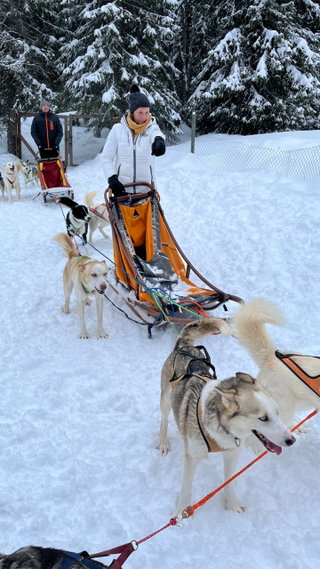 Schlittenhunde