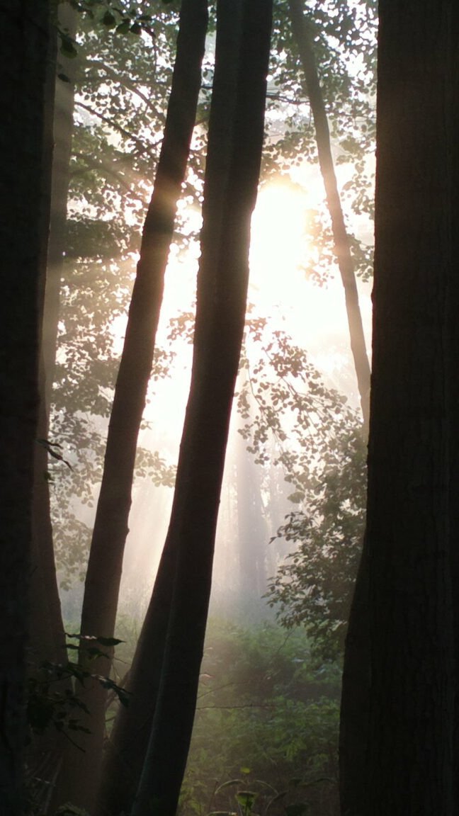 Die Baumwesen am Silbersee