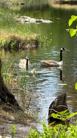 Tierbeobachtungen
