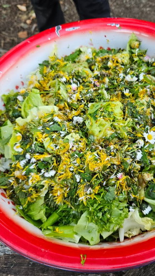 Wildkräutersalat