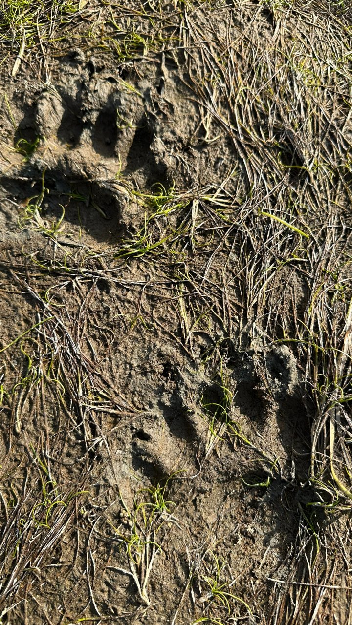 Entdecken von Spuren und Fährten