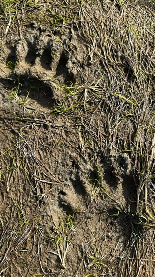 Entdecken von Spuren und Fährten