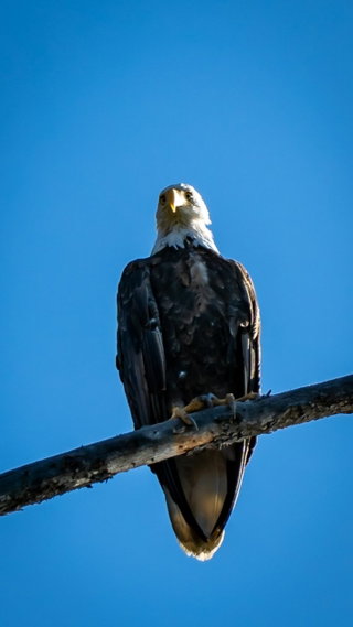 Weißkopfseeadler