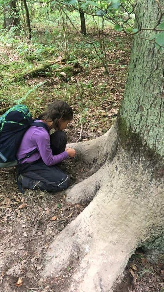 Spuren & Zeichen des Waldes