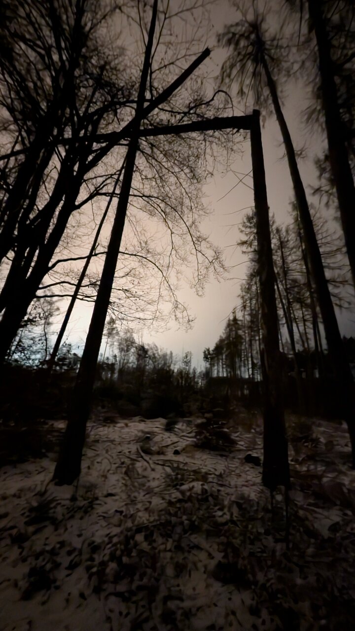 Durch den dunkler werdenden Wald