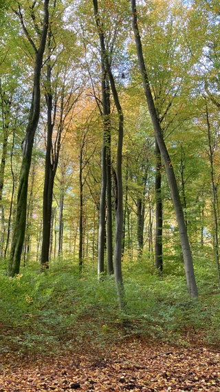 Das Grün genießen