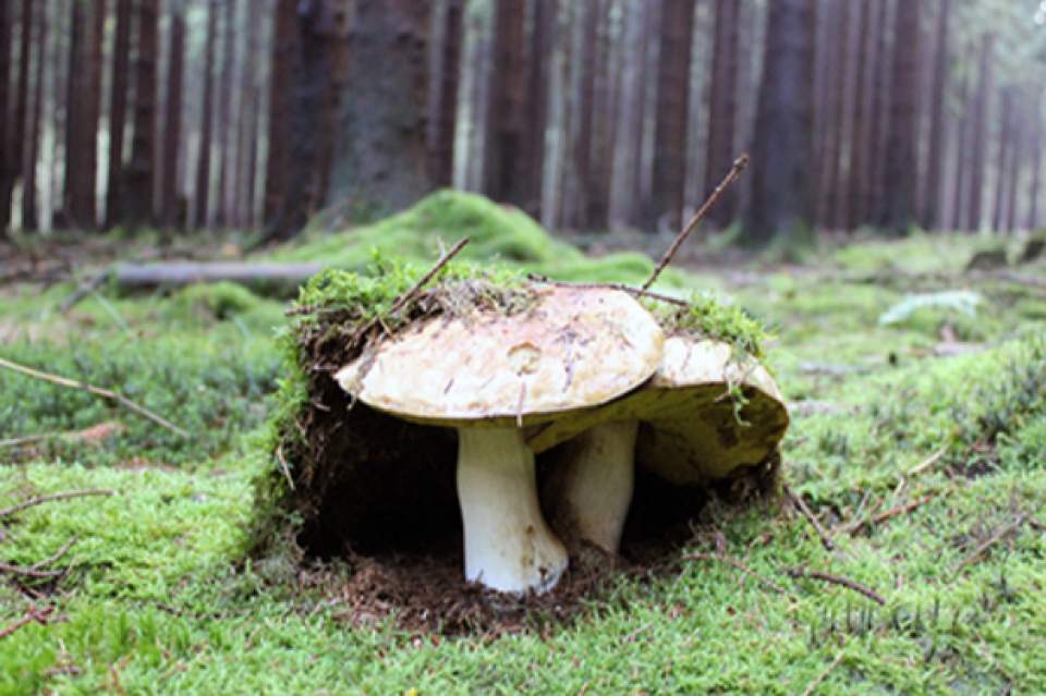 Vorschau Bild des Kurses PILZWISSEN – EINE EINFÜHRUNG