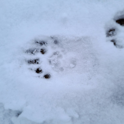 Vorschau Bild des Kurses Tagescamp für Kinder in den Winterferien!