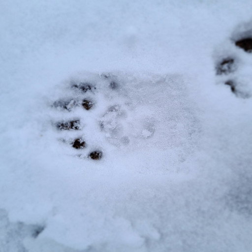 Vorschau Bild des Kurses Tagescamp für Kinder in den Winterferien!