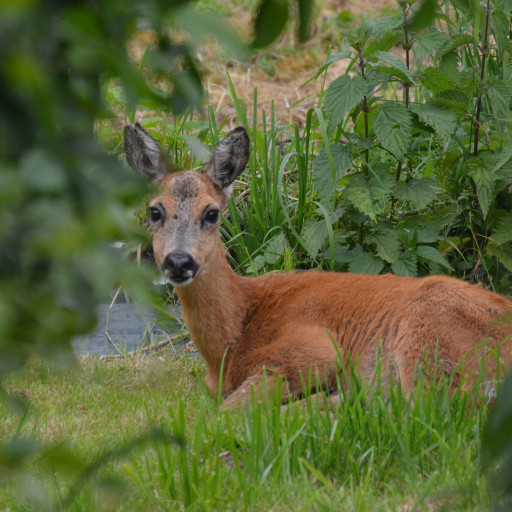 Vorschau Bild des Kurses Wilde Woche - Ferienbetreuung