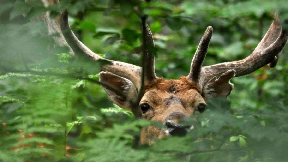 Vorschau Bild des Kurses Heilige Jagd - Ein Seminar für Jäger auf der Suche