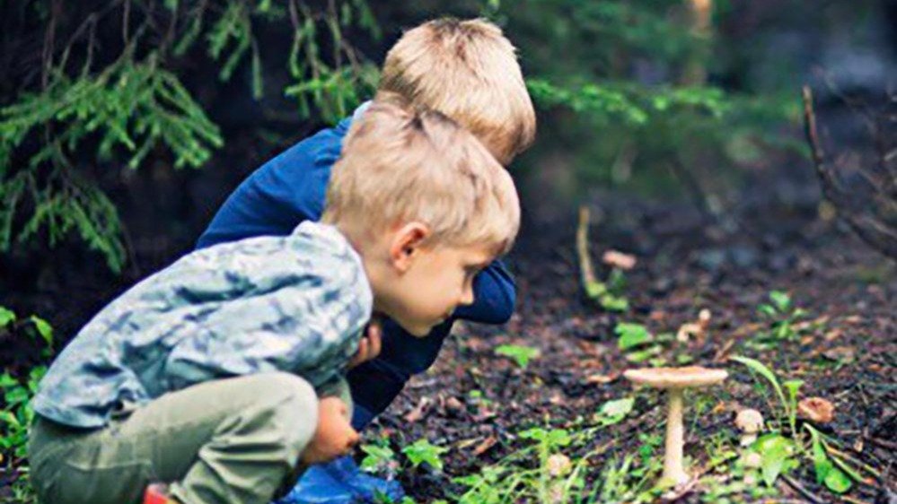 Vorschau Bild des Kurses Pilzwanderung für Kinder