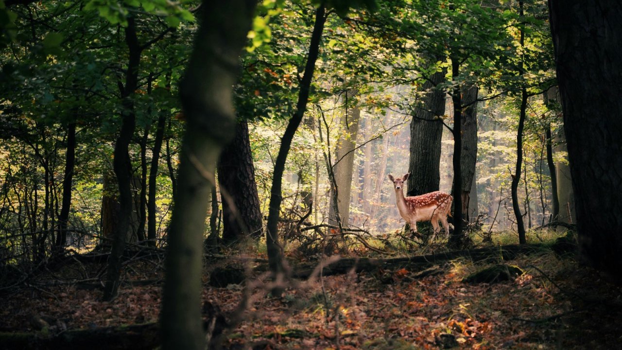 Vorschau Bild des Kurses Mit dem Jäger unterwegs: Der Jagd-Schnuppertag