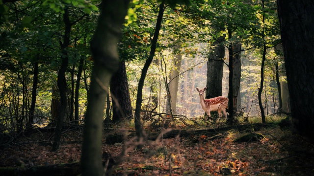Vorschau Bild des Kurses Mit dem Jäger unterwegs: Der Jagd-Schnuppertag