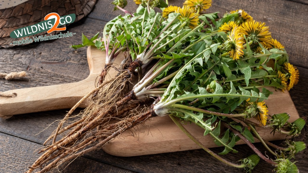 Vorschau Bild des Kurses Wildniscamp am Riedlhof – Entgiften mit heimischen Wildkräutern