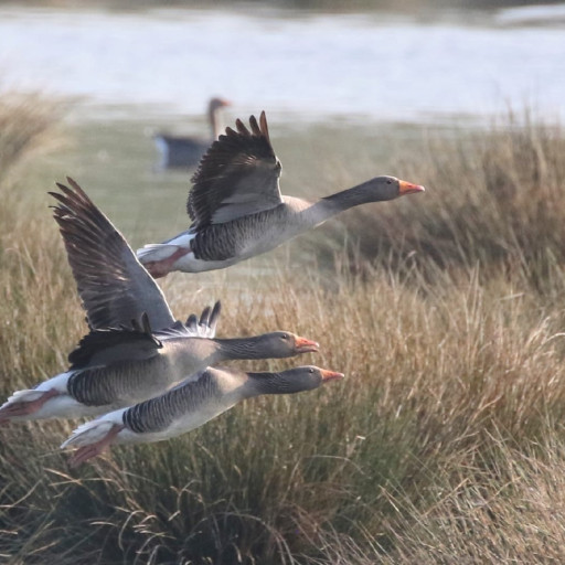 Vorschau Bild des Kurses Fernlehrgang zum:r zertifizierten Naturmentor:in