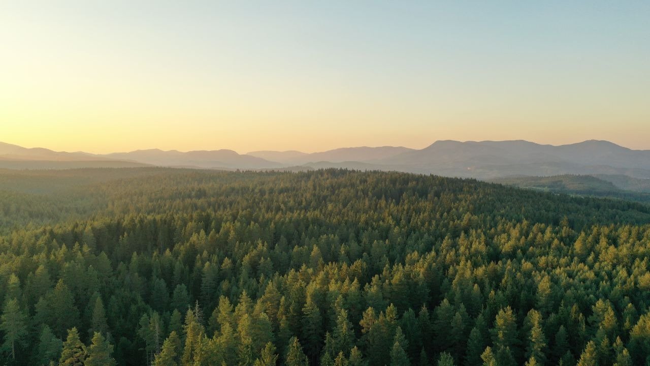 Vorschau Bild des Kurses Wildnispädagogik Ausbildung