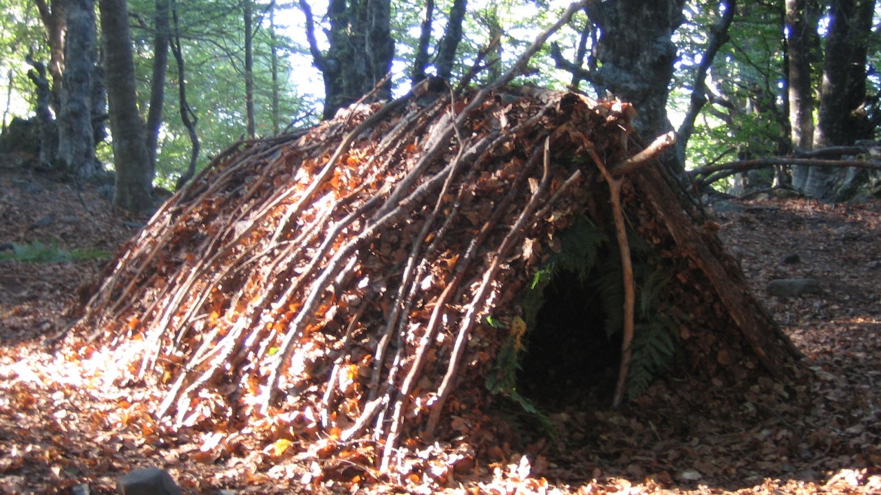 Preview image of class Leben in der Wildnis