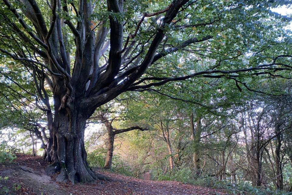 Vorschau Bild des Kurses Women's Circle - Thema Intuition und Selbstbestimmung