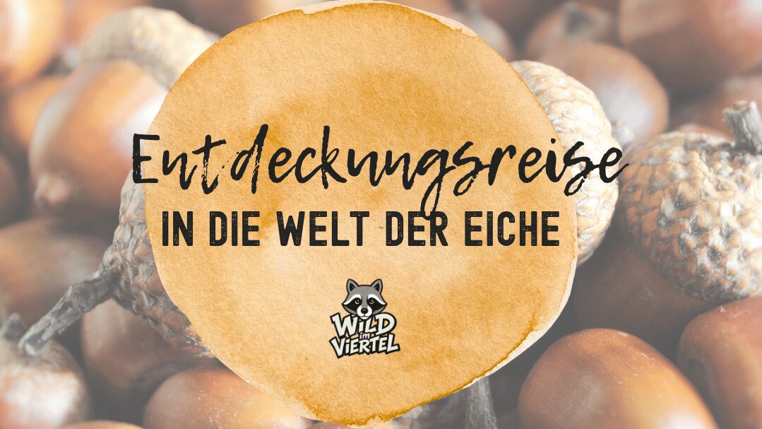 Vorschau Bild des Kurses Entdeckungsreise in die Welt der Eiche