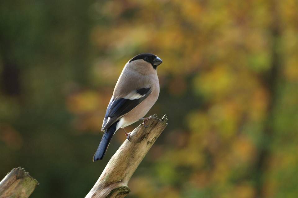 Vorschau Bild des Kurses FORTBILDUNG VOGELSPRACHE