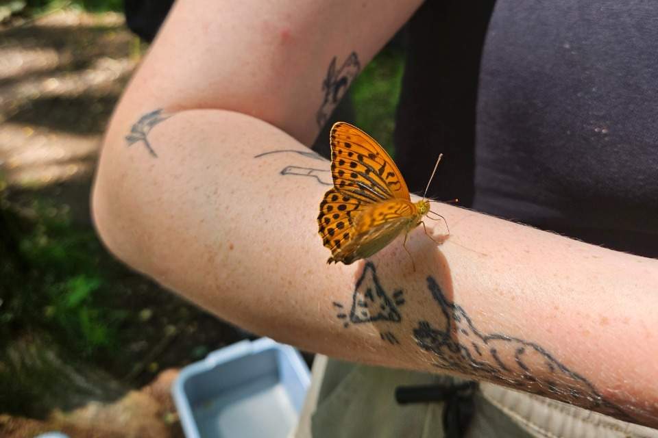 Vorschau Bild des Kurses Wildnispädagogik 2