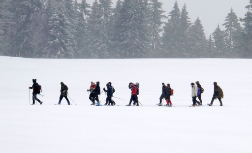 Vorschau Bild des Kurses Auf den Spuren der Luchse