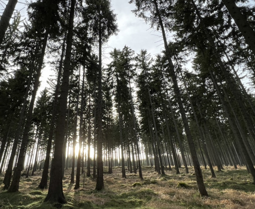 Vorschau Bild des Kurses Waldzeit - in Verbindung mit Deiner Natur