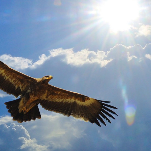 Vorschau Bild des Kurses Visionssuche im Waldcamp in  Witzenhausen