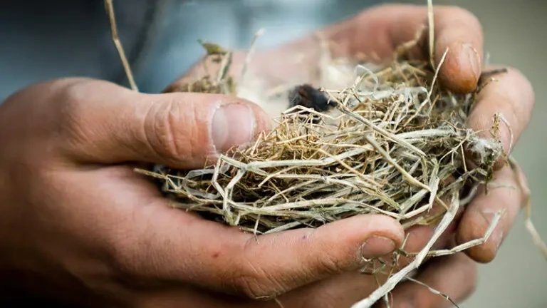 Vorschau Bild des Kurses Wildnispädagogik I - Online Informationsabend