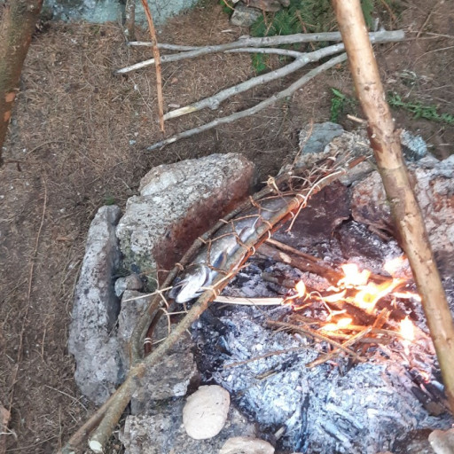 Vorschau Bild des Kurses Wildnis wissen Basis I