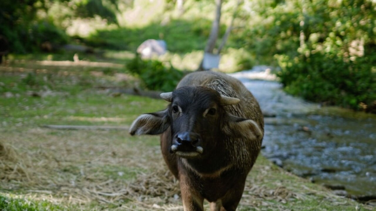 Vorschau Bild des Kurses Buffalo Search – Following the Buffalo