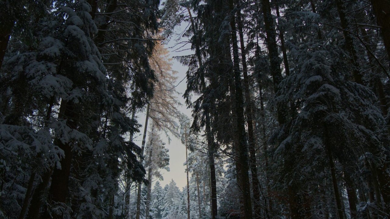 Vorschau Bild des Kurses Wintersonnenwende - Unsere Feier zur Rückkehr des Lichtes