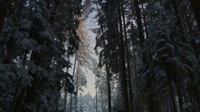 Vorschau Bild des Kurses Wintersonnenwende - Unsere Feier zur Rückkehr des Lichtes