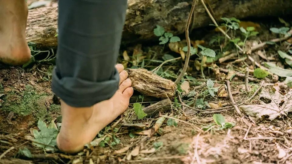 Vorschau Bild des Kurses Verwildern