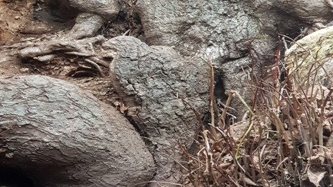 Vorschau Bild des Kurses Art of Mentoring und kulturelles Mentoring