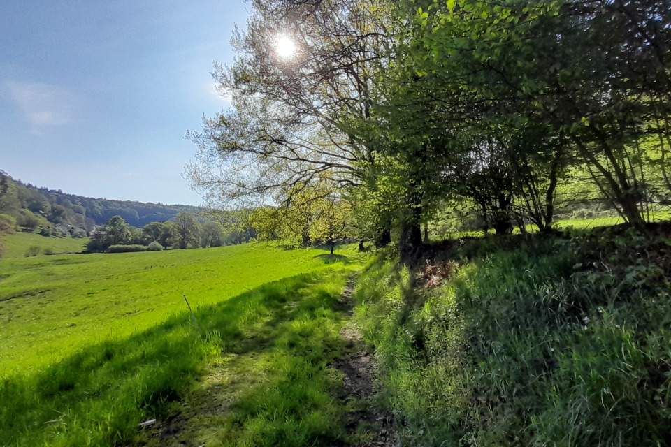 Vorschau Bild des Kurses Essbare Pflanzen und Navigation mit Karte & Kompass
